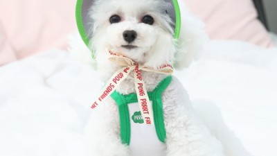 햇빛 쨍쨍☀️ 오드펫썬캡 후기: 댕댕이 산책 필수템 장만 후기!